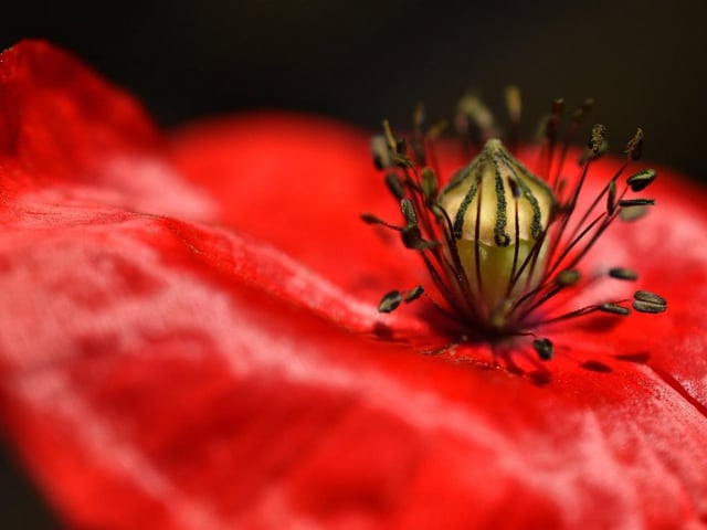 Photo by Kath Howard