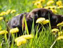 Dogs suffer from hayfever too (photo: Unsplash)