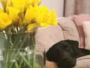 Animals can always rely on help from PDSA