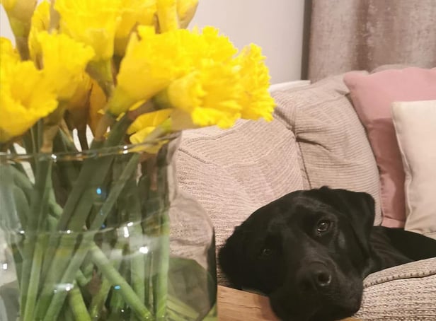 Animals can always rely on help from PDSA