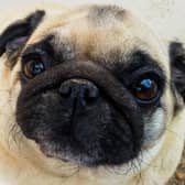 Becoming a  ‘petfluencer’ can be a big part of being a pet owner (photo: Adobe)