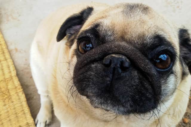 Becoming a ‘petfluencer’ can be a big part of being a pet owner (photo: Adobe)