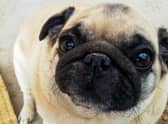 Becoming a  ‘petfluencer’ can be a big part of being a pet owner (photo: Adobe)