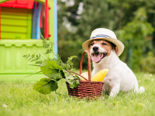 Could you give up your beloved pet dog? (photo: adobe)