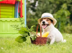 Could you give up your beloved pet dog? (photo: adobe)