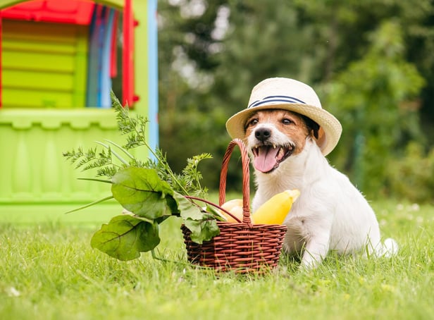 Could you give up your beloved pet dog? (photo: adobe)
