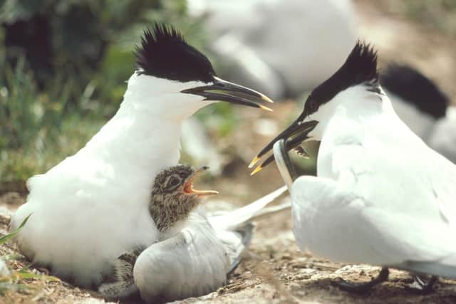 To help give birds the best chance this spring, we should give nest sites a wide berth, says the RSPB (photo: Chris Gomersall (rspb-images.com))