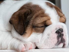 When it all gets a bit much and you sneak off for a dog nap....