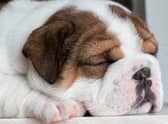 When it all gets a bit much and you sneak off for a dog nap....
