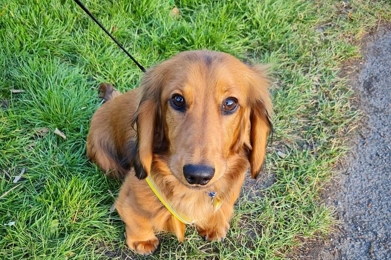 Mary Swinden took this gorgeous phot of Digby enjoying some fresh air at Sugar Lane Cemetery.