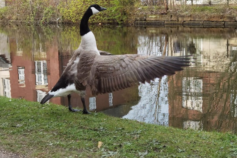 JP Glover showed off an eye for timing, with this photo of a goose stretching its wings on the side of the water.