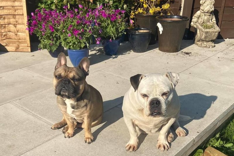 Lindsey Bethan Mosley joked that her two perfect pooches looked like garden statues as they sat out to enjoy the sunshine.
