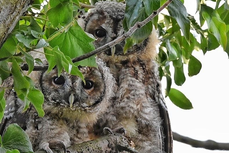 Ade Nicholson sent in this powerful snap of two baby tawny owls peeking out of their tree.