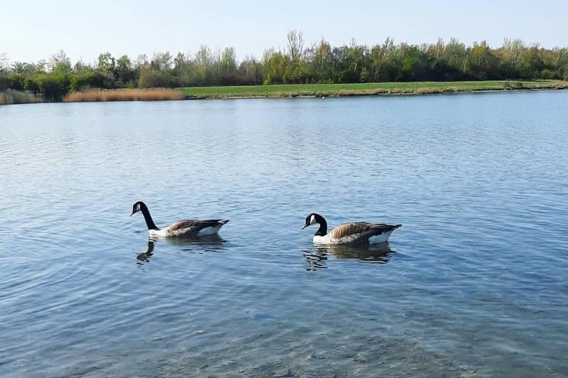 While Donna Louise Johnson made some new friends during a walk at Angler's Country Park.