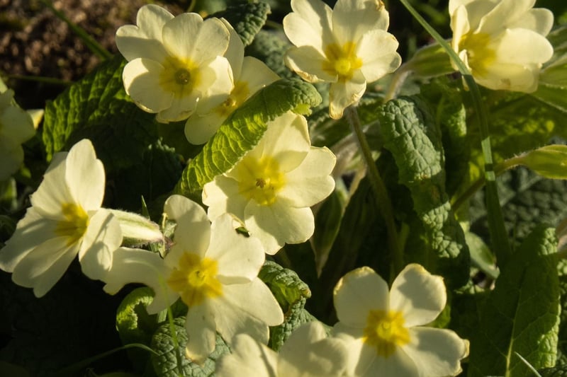 Primroses in the churchyard at Copgrove, by Michelle Bray