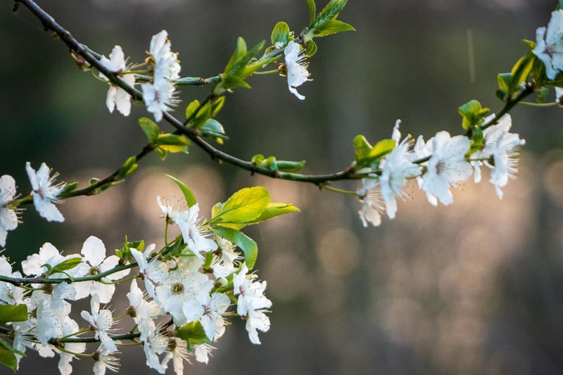 Tree blossom at Staveley nature reserve, by Michelle Bray.
