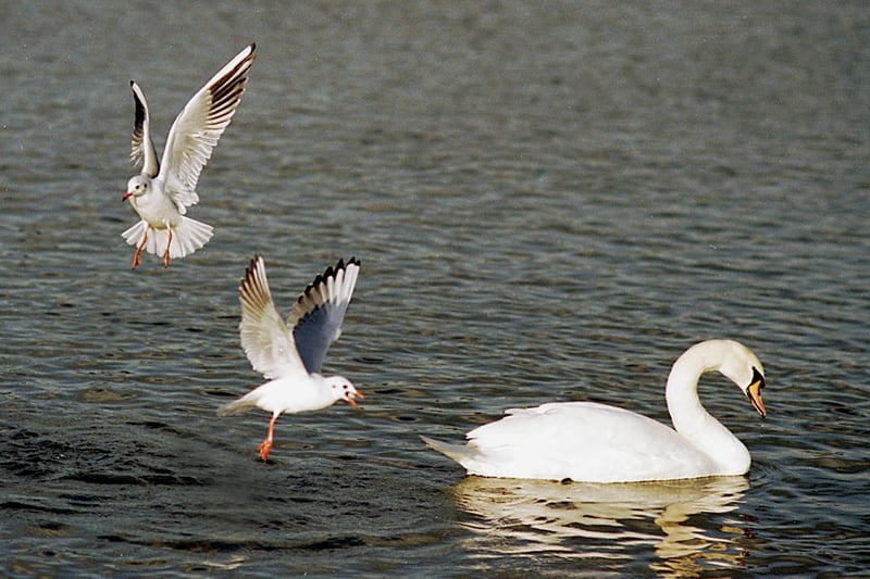 Where's the runway? This swan goes about his business as two gulls fly into Yeadon Tarn in November 1998.