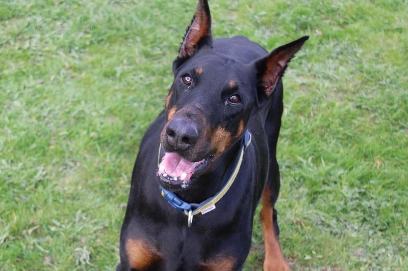 Ebony is an active nine-year-old looking for a home with owners who have walks locally in a semi rural environment. She is a worried girl initially and may take some time to show her loving nature but in a quiet home with patient and understanding owners she will flourish into the wonderfully loving dog she can be. Ebony is worried by travelling in the car so her new home must have quiet walks that are easily accessed from the home. Ebony will need her new owners to be with her all of the time initially as she will need some time to settle and adjust to her new life. She will need to be the only pet in the home but in the future she may find a calm walking buddy. Ebony is not suitable to live with young children, but children over 16 years old should be fine. Ebony has a couple of medical problems that will need to be discussed with the Dogs Trust vet and her new owners will need to factor in the cost of this going forward.