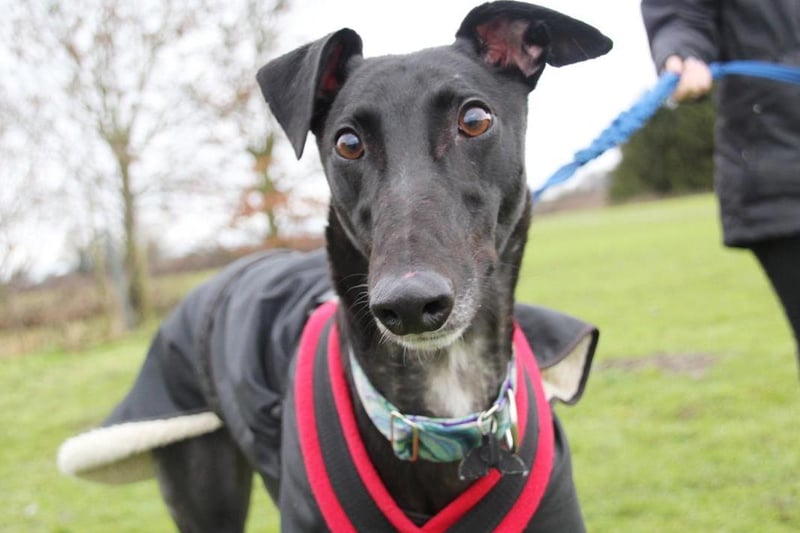 Eddie is a sweet lad who has just retired from his racing career. He enjoys playing with squeaky toys and is great to go out on a nice walk with. Since he has a high prey drive he wears a muzzle out and about but he's not bothered by it at all. Eddie is manageable around other dogs but prefers to be walked in quieter areas where they won't be in his face. This also means he can't share his home with any other pets. He is house trained and likes to be up on the sofa for a snooze so relaxed house rules are a must. Eddie will need a secure garden so he has somewhere to explore and enjoy occasional zoomies off lead. He will need an adult only home as he can be uncomfortable around children. Eddie is used to having owners around all the time but once set in his new routine he should be fine to be left for a few hours so may suit a part time worker.