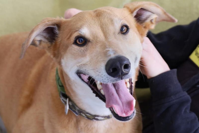 Jake is a very handsome six year old Lurcher. He is one of life's worriers though. He can be shy when he first meets you, but he's easily won over if you've got a few treats in your pocket! Once he knows you he is the softest lad you could meet. He just loves cuddling up with you and is so affectionate. He likes his walks and he also loves lounging on a sofa, a good walk somewhere quiet will keep him happy. He's manageable around other dogs but he doesn't like them in his personal space however he is happy to wear a muzzle out and about. Jake doesn't like being left on his own so he'll need his owners around all the time initially. He'll need to be the only pet in an adult only home where there will be no visiting children at all. He'll also need a good sized secure garden. Most importantly though, he needs owners who will share their sofa with him and who enjoy LOTS of cuddles! Jake will need multiple visits to get to know him before he is ready to fly the nest.