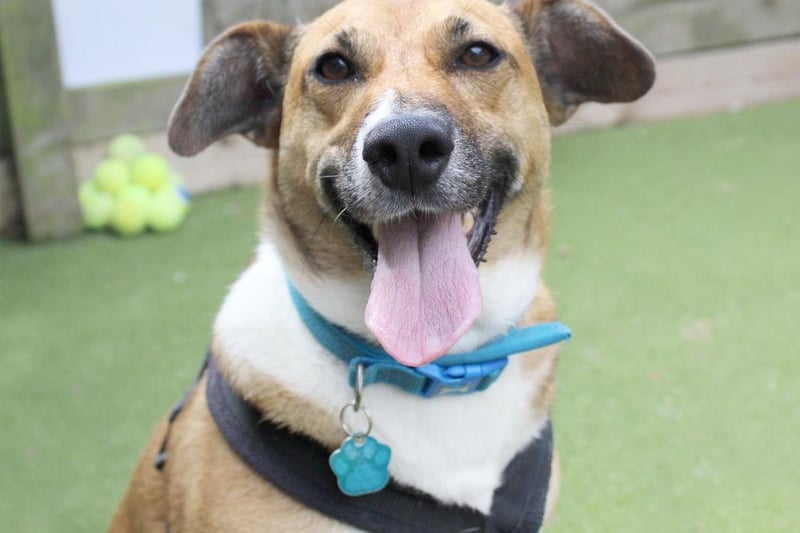 Digger is a very bubbly nine-year-old Terrier Cross. He is a really affectionate lad once he knows you. He needs to meet you many times and slowly build that bond, but once it's there he'll snuggle and play with you all day long! Sadly Digger has had little experience of home life and this has left him with a few anxieties. He's very sensitive to noise, so his home MUST be a quiet adult only household in a peaceful area away from busy roads and outdoor noise. He cannot share his home with any other pets but he is sociable around the right dog and will walk nicely together if introduced correctly. He'll need a lot of patience and understanding from his humans but if you are looking for a project that will eventually yield a fun and very smart dog then Digger could be your boy! Digger's new family will need to have a passion for dog training and be willing to work with our training and behaviour team throughout his transition to a new home. He'll need a fully secure garden with a four-foot fence.