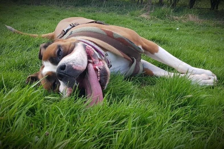 Dottie is a gorgeous, vibrant boxer that is coming up to six years old. Dottie is dog social, but she is very worried about unfamiliar people and she needs to follow an introduction plan in order to get to know the new people in her life. Dottie has been rehomed and returned due to her behaviour around people she doesn't know, so because of this, we're looking for experienced dog owners who are looking for a bit of a project! Dottie has been working really hard with the training team and now she is ready to meet her new family and step out into the world. Dottie loves meeting dogs out and about, but she will need to be the only dog in the home. Dottie has got several health problems which she is on medication for, including hypothyroidism. New owners must be aware of ongoing vet bills and the Dog's Trust centre vet will discuss her health issues with you. Dottie loves to play and absolutely adores cuddles and affection from her favourite people. She is looking for an adult only home.
