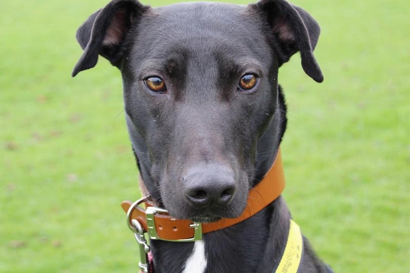 Dougie may be ordinary to look at and not the cutest or fluffiest of dogs but he has a lovely nature and would suit most homes. The four-year-old is friendly with dogs and may live happily with another dog or with children aged 12 and over. He will need a secure garden for house training and some mad zoomies off lead. He loves his food and should be fun to train. He likes his toys too and can get very excited. Dougie will need his owners around all the time initially until he is settled into his new routine. He is not a fan of cats and cannot live next door to one. His new owners must live less than an hours drive from the Leeds Dogs Trust centre. He is ready to find his new home now.