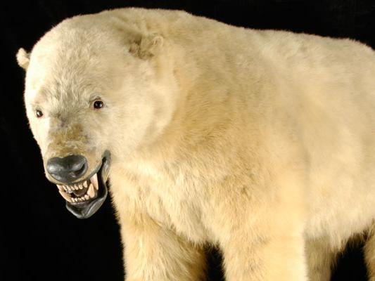 Join Leeds City Museum online for a sensory storytime session on May 26 at 2.30pm where youngsters can discover their senses using objects from around your home and get involved in interactive live storytelling sessions. Places are limited and can be booked on Eventbrite - anyone can join.