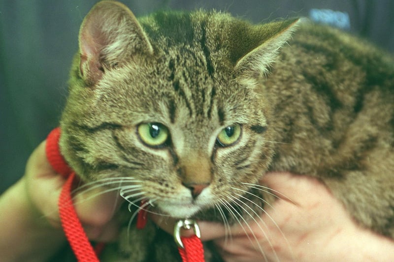 This cat used one of its nine lives after being found in a bonnet of a car after the motorits had driven for six miles. The cat was being cared for at the RSPCA Centre on Cavendish Street.