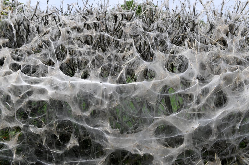 7th June 2021
Pictured on the A661 towards Spofforth, Ermine moths make a web of protection while they eat the hedge from within.
Picture Gerard Binks