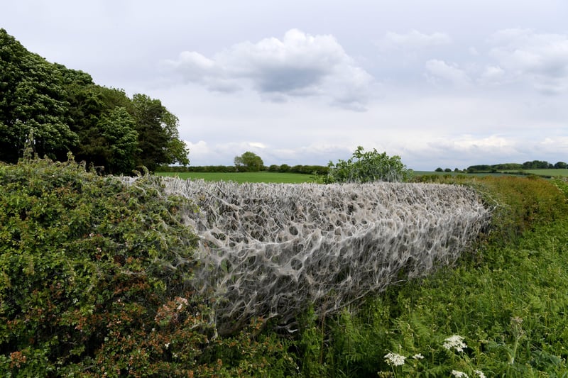 7th June 2021
Pictured on the A661 towards Spofforth, Ermine moths make a web of protection while they eat the hedge from within.
Picture Gerard Binks