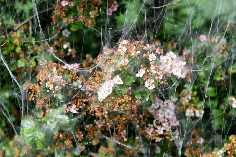 7th June 2021
Pictured on the A661 towards Spofforth, Ermine moths make a web of protection while they eat the hedge from within.
Picture Gerard Binks