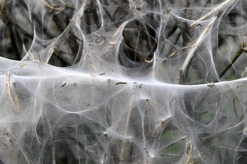 7th June 2021
Pictured on the A661 towards Spofforth, Ermine moths make a web of protection while they eat the hedge from within.
Picture Gerard Binks