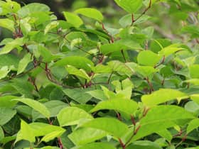 Scientists at the University of Leeds have discovered a possible breakthrough in controlling Japanese knotweed