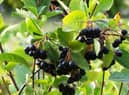 There are a wide range of shrubs and plants with berries which ripen in autumn including winterberry, crab apples, red-twig dogwood, beautyberry, elderberry and chokeberry