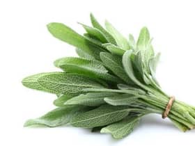 The strong aroma and lovely taste of the sage plant make it a handy herb to have around