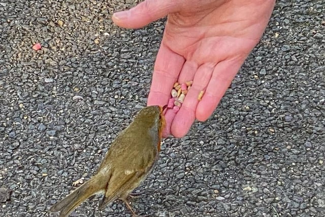 Toby Wood - a robin being fed by hand in his garden