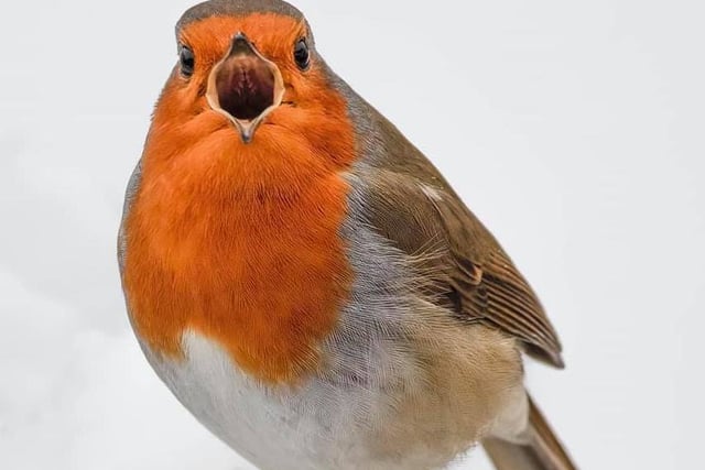 Sophie took this incredible close-up picture of a Robin on Sunday, January 24!