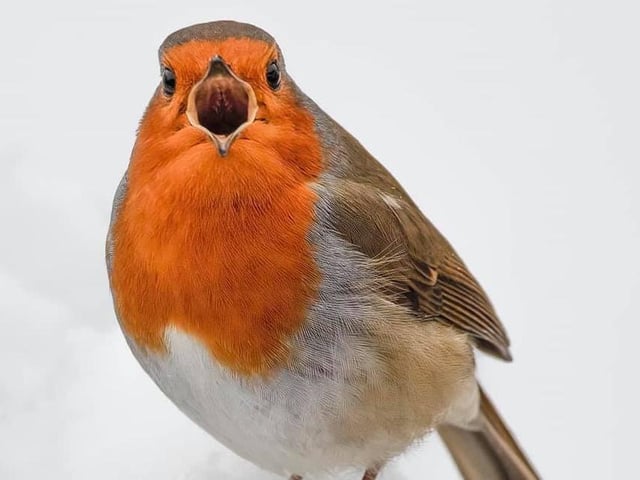 Sophie took this incredible close-up picture of a Robin on Sunday, January 24!