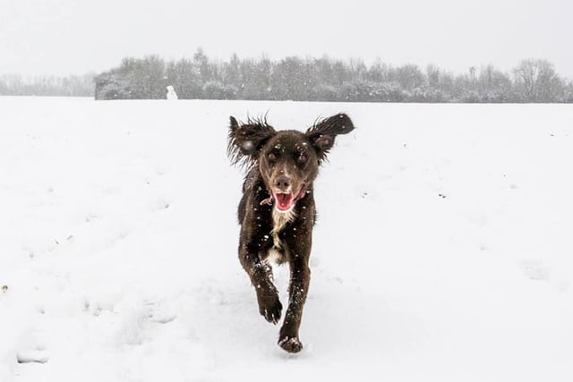 Daisy the Spaniel running through the snow in Raunds!