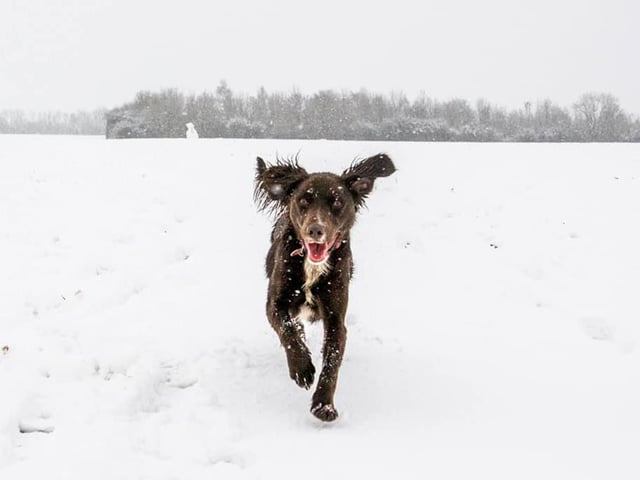 Daisy the Spaniel running through the snow in Raunds!