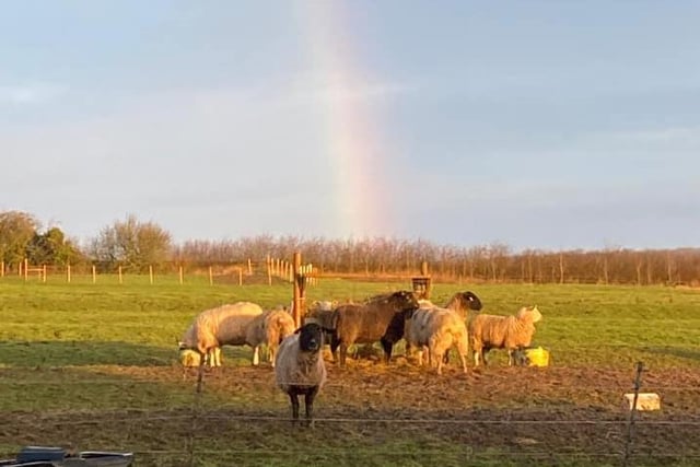 Sheep grazing under a rainbow. What great timing for a photo!