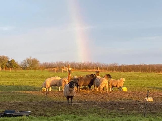 Sheep grazing under a rainbow. What great timing for a photo!