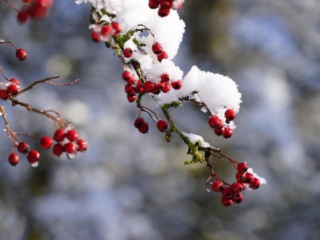 Taken at Irchester Country Park on Monday, January 25.