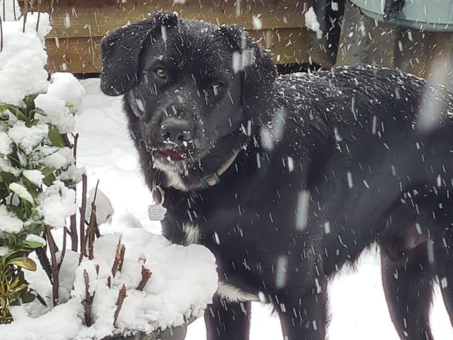 Nine-month-old German Shepherd cross, Ninja, enjoying his first ever snow experience in Kettering.
