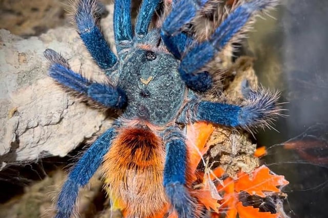 Amy sent in a picture of her very vibrant Chromatopelma Cyaneopubescens tarantula. She has over one hundred tarantulas, which we are sure are equally as beautiful... to admire from afar!