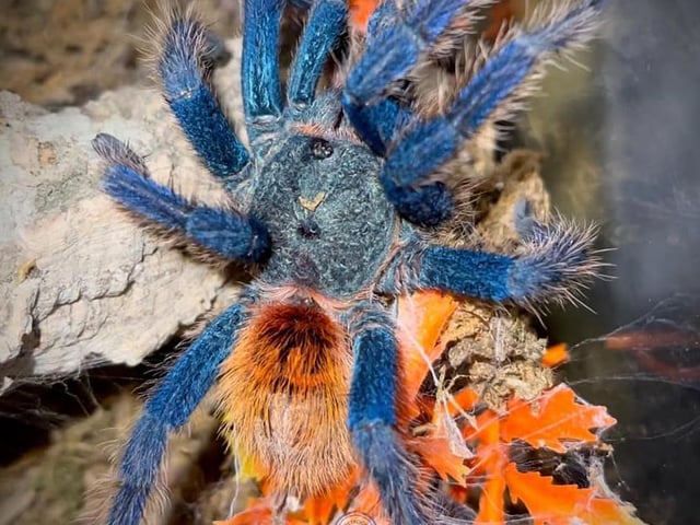 Amy sent in a picture of her very vibrant Chromatopelma Cyaneopubescens tarantula. She has over one hundred tarantulas, which we are sure are equally as beautiful... to admire from afar!
