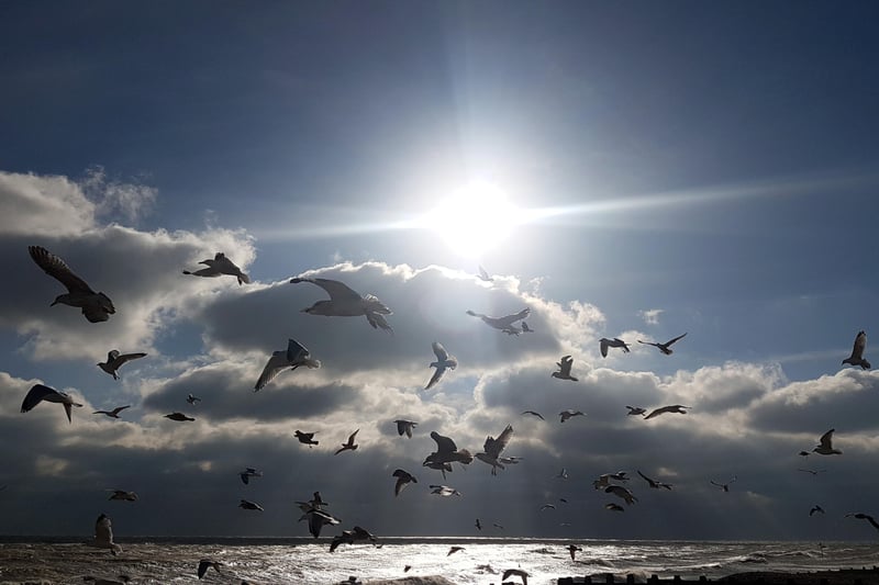 Seagulls flying into the winter sun near Eastbourne bandstand. This picture was taken by Kieron Boyle with a Samsung S7 smartphone. SUS-210303-112516001