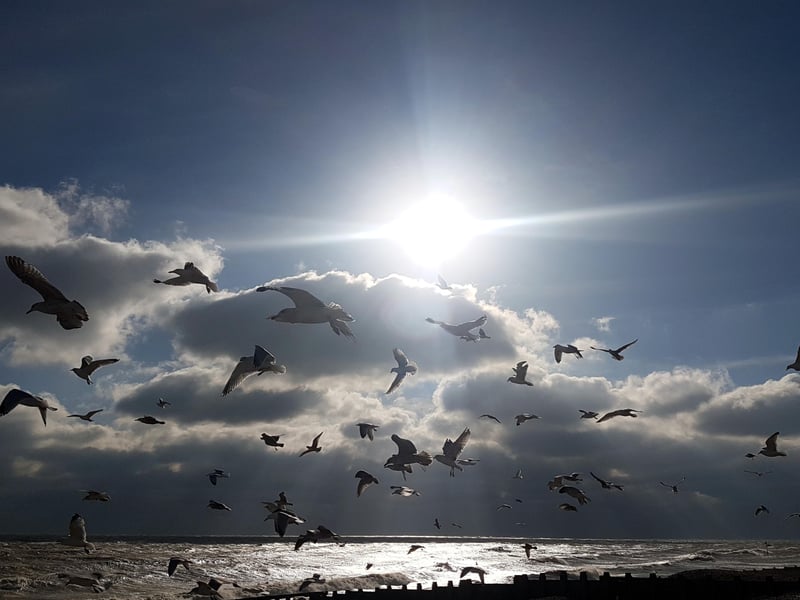 Seagulls flying into the winter sun near Eastbourne bandstand. This picture was taken by Kieron Boyle with a Samsung S7 smartphone. SUS-210303-112516001