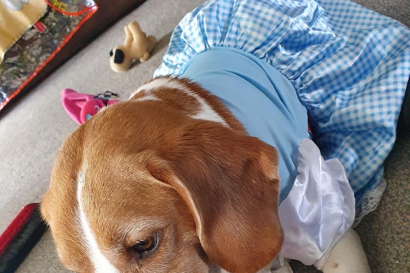 Beagle Buddy-Love may have never read an actual book before, unlike his twin sisters, but that didn't stop him putting on a bright blue Dorothy dress.